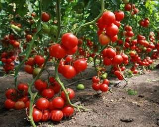 Чим підживити томати під час плодоношення