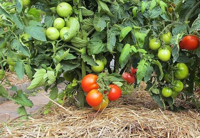 Як збільшити урожай помідорів у відкритому грунті: 10 порад