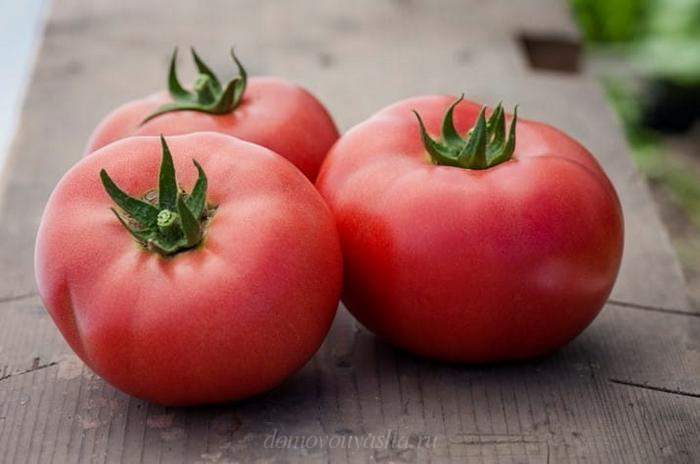 Як правильно збирати насіння томатів
