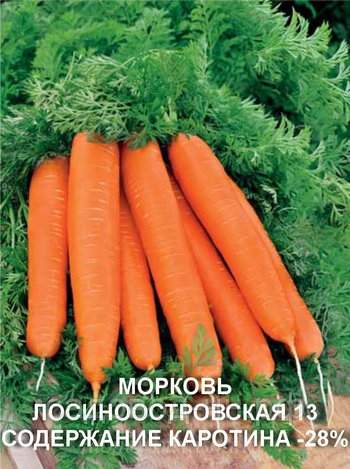 Посадка моркви під зиму: терміни посадки за місячним календарем