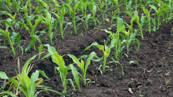 Коли садити кукурудзу насінням у відкритий грунт