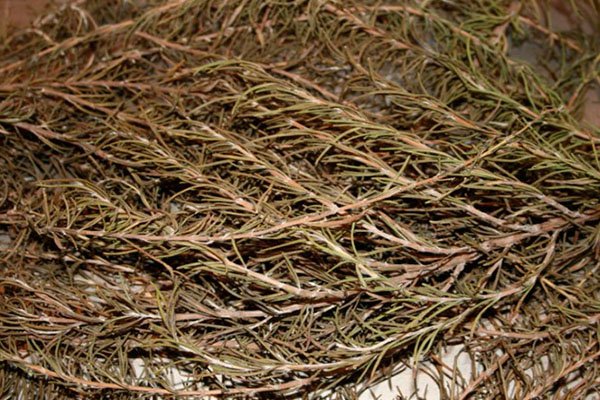 Як заготовити пряні трави на зиму приправи з сіллю, відео