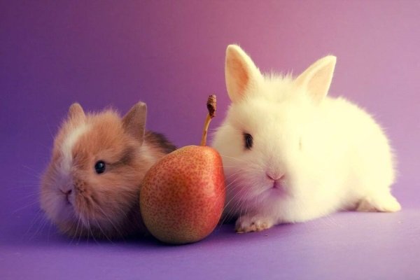 Чи можна давати декоративним кроликам груші – правила годування