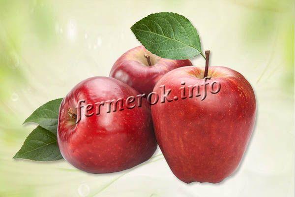 Яблука Гала: опис сорту, фото, різновиди, догляд, відгуки
