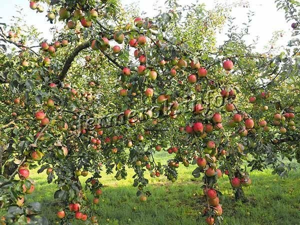 Яблука Айдаред: опис сорту, посадка, догляд, відгуки, фото