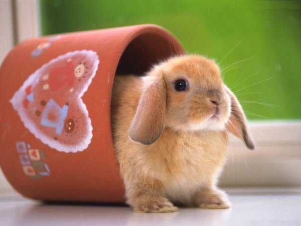 Чи можна давати декоративним кроликам груші – правила годування