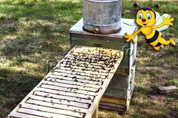 Поїлка для бджіл: види поїлок, де встановити, своїми руками, фото
